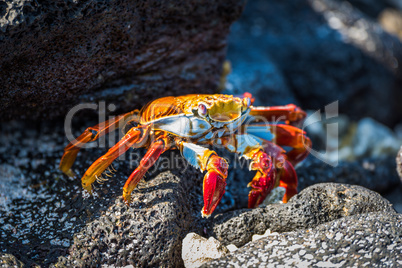 Adult Sally Lightfoot crab on sunny rocks