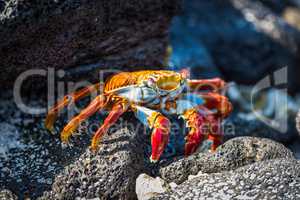 Adult Sally Lightfoot crab on sunny rocks