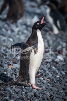 Adelie penguin squawking on grey shingle beach