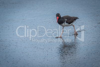 American oystercatcher reflected in shiny wet beach