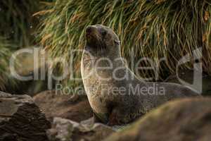 Antarctic fur seal among rocks and grass