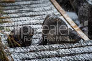 Antarctic fur seal and pup in snow