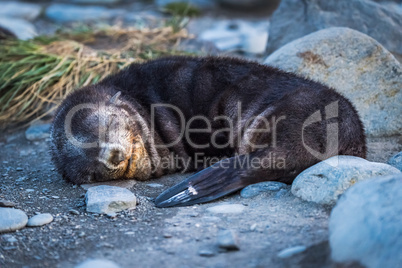 Antarctic fur seal asleep on stony beach