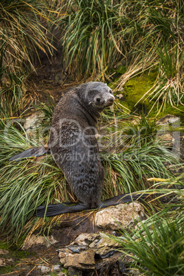 Antarctic fur seal looking back in grass