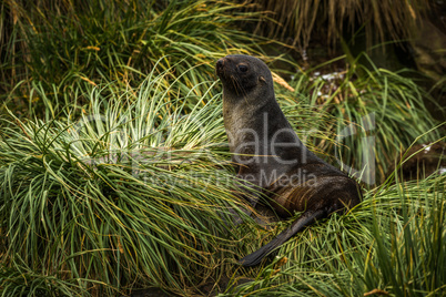 Antarctic fur seal lying in tussock grass