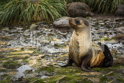 Antarctic fur seal lying on mossy rocks