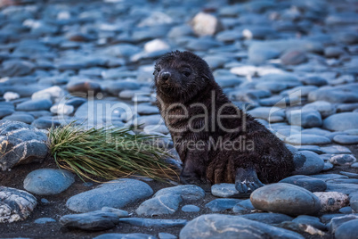 Antarctic fur seal lying on shingle beach
