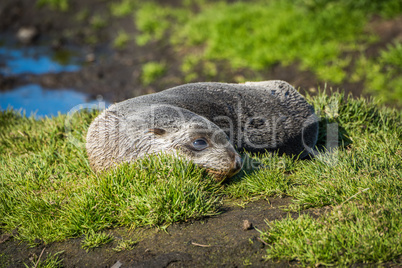 Antarctic fur seal on grass beside pond
