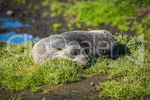 Antarctic fur seal on grass beside pond