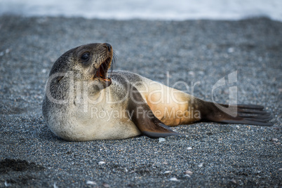 Antarctic fur seal lying yawning on beach
