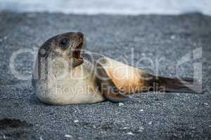 Antarctic fur seal lying yawning on beach