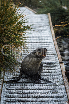 Antarctic fur seal on walkway in snow