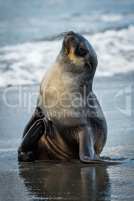 Antarctic fur seal on wet sandy beach