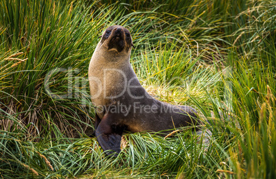 Antarctic fur seal posing in tussock grass