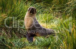 Antarctic fur seal posing in tussock grass