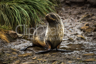 Antarctic fur seal on wet rocky riverbed