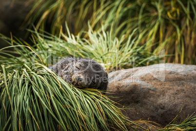 Antarctic fur seal pup asleep in grass