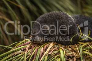 Antarctic fur seal pup asleep on grass