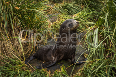 Antarctic fur seal pup in tussock grass