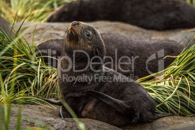 Antarctic fur seal pup on grassy rock