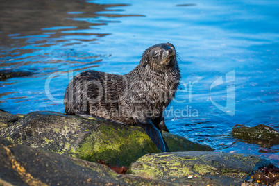 Antarctic fur seal pup on mossy rock
