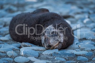 Antarctic fur seal pup on shingle beach