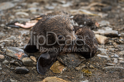Antarctic fur seal pup scratching with flipper
