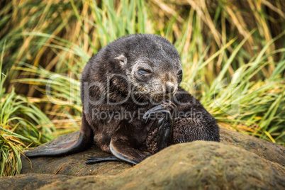 Antarctic fur seal pup scratching its chin