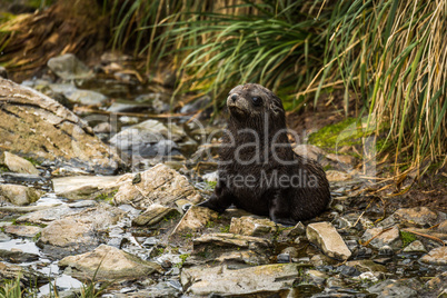 Antarctic fur seal pup sitting in riverbed