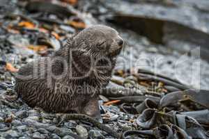 Antarctic fur seal pup with eyes shut