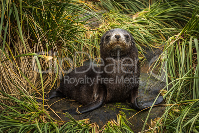 Antarctic fur seal pup with half-closed eyes