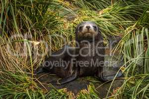 Antarctic fur seal pup with half-closed eyes