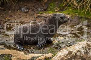 Antarctic fur seal pup waddling along riverbed