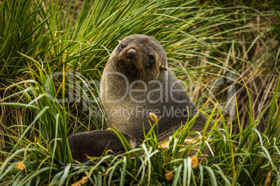 Antarctic fur seal sitting in grass tussocks