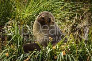 Antarctic fur seal sitting in grass tussocks