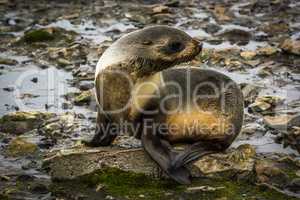 Antarctic fur seal turning head on rocks