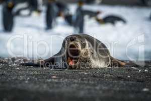 Antarctic fur seal yawns on sandy beach