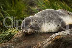 Antarctic fur seal sleeping in tussock grass