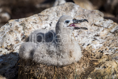 Black-browed albatross chick on nest in sunshine