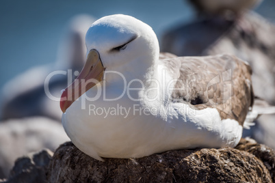 Black-browed albatross falling asleep while on nest