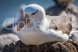 Black-browed albatross falling asleep while on nest