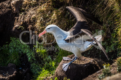 Black-browed albatross close to take-off from nest