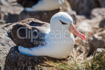 Black-browed albatross lying on nest in colony