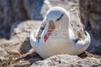 Black-browed albatross nesting on rocks in sunshine
