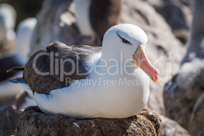 Black-browed albatross sitting on nest in colony