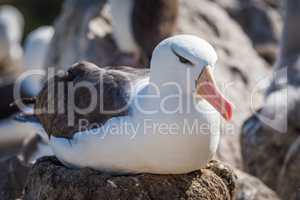 Black-browed albatross sitting on nest in colony