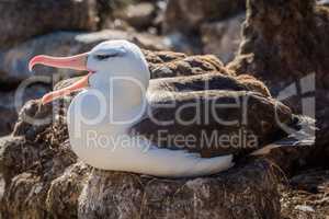 Black-browed albatross squawks while sitting on nest