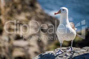 Black-browed albatross standing on rock beside ocean