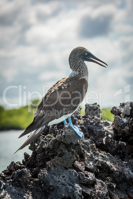 Blue-footed booby on volcanic rock beside sea