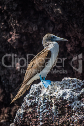 Blue-footed booby perched on rock with guano